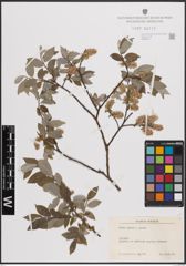 Foto von Salix caprea L. x Salix repens L.